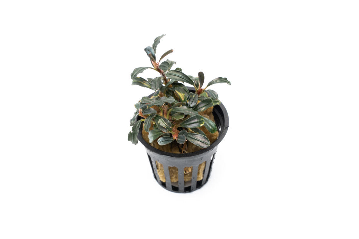 Bucephalandra Lamandau Mini Purple Aquatic Plant for Aquarium - Rare Freshwater Plant for Fish Tank Decoration, Low Light Aquascaping, and Shrimp Habitat
