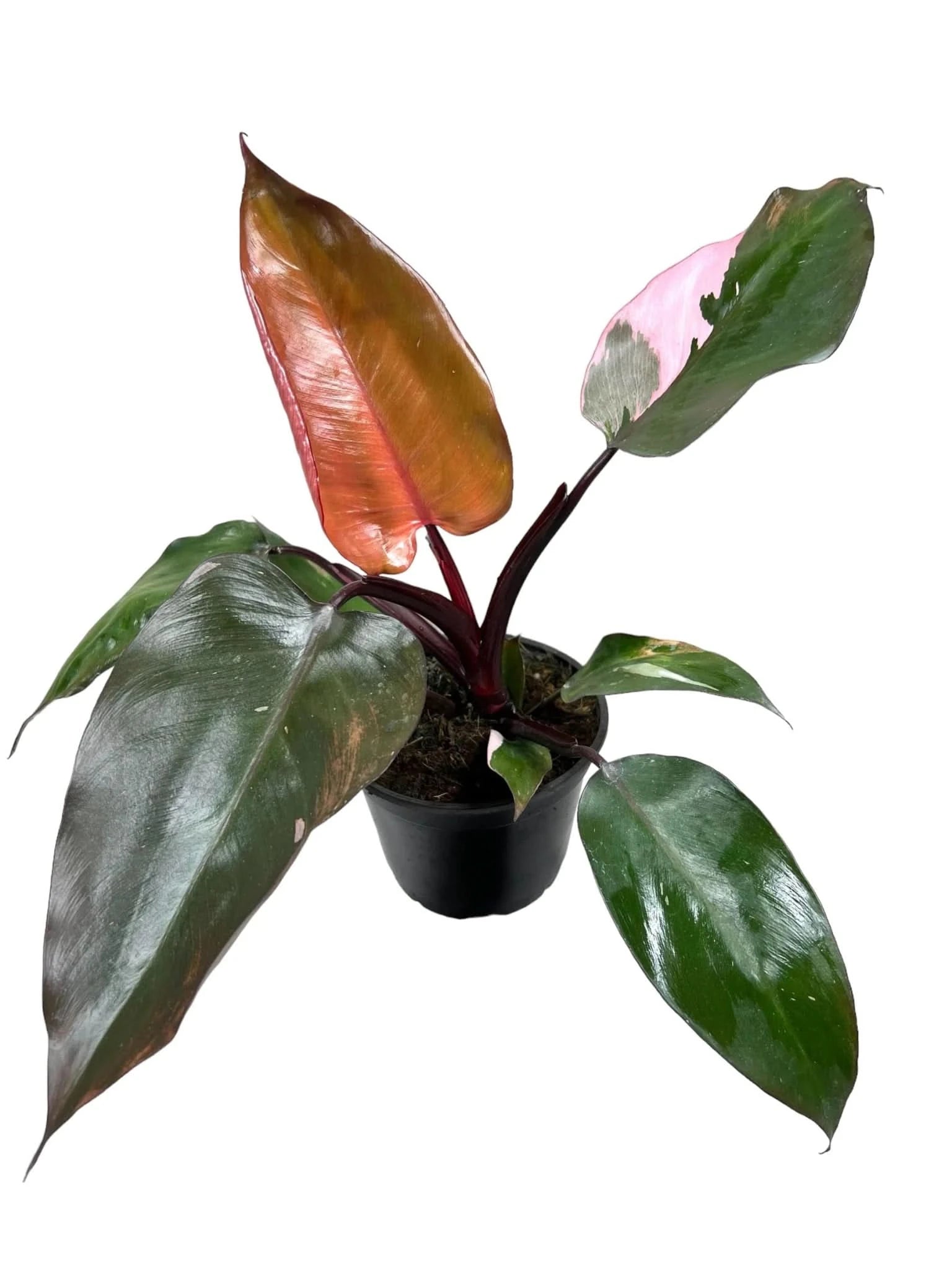 Pink Princess Philodendron - Rare Variegated Houseplant for Indoor Decor, Gift & Plant Lovers | Perfect for Home, Office & Plant Collections
