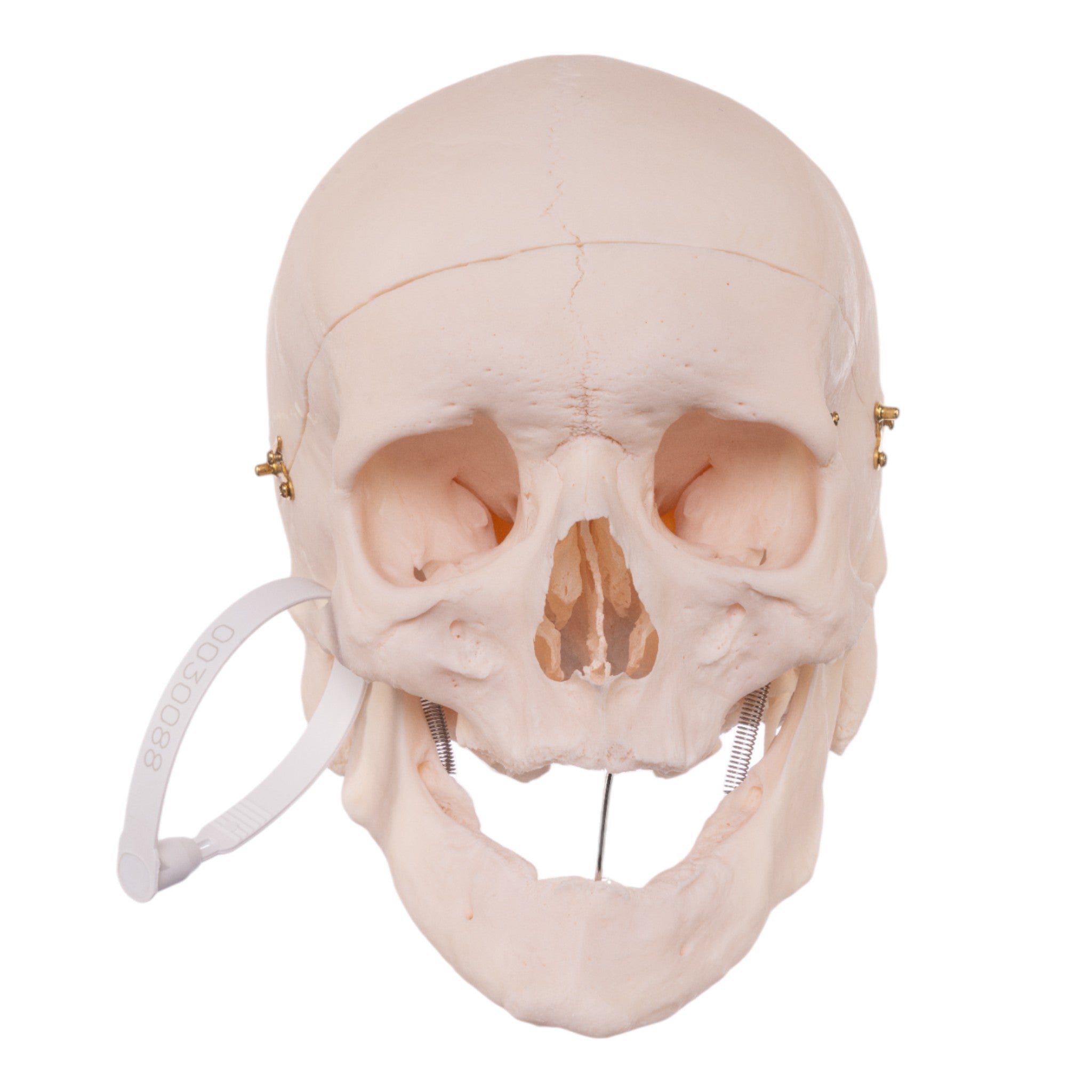 Premium Anatomical Human Skull Model - Accurate & Detailed for Medical Study, Halloween Decor, and Science Education | Perfect for Doctors, Students, and Collectors