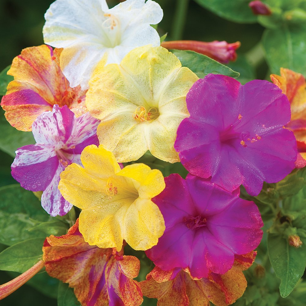 Burpee Marbles Mix Four O'Clock Seeds - 35 Count | Colorful Flower Seeds for Garden, Landscaping & Containers | Easy to Grow Annual Blooms for Borders, Beds & Patio Decor