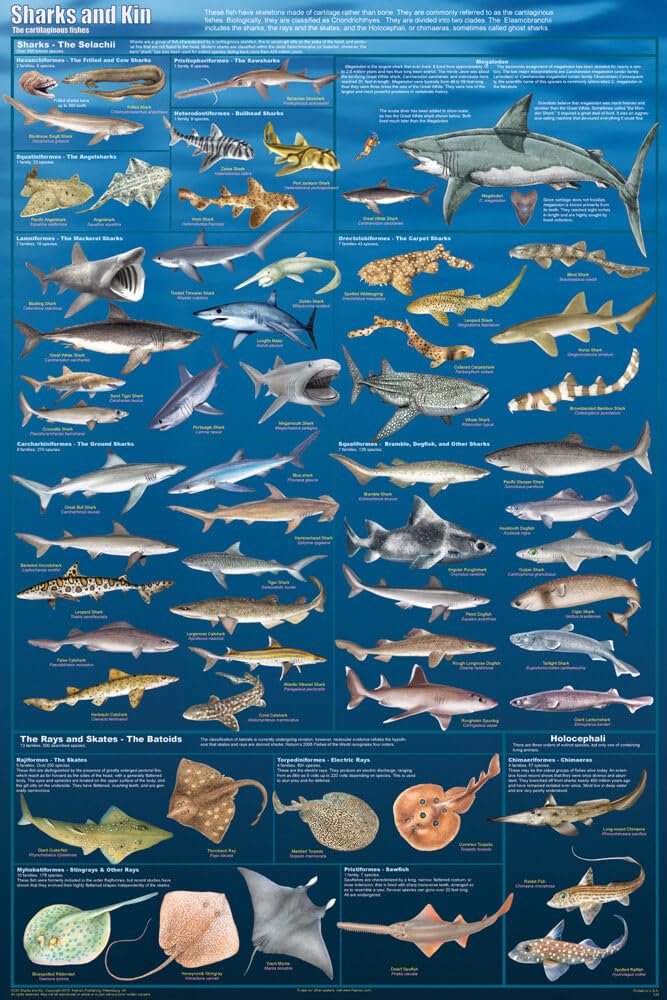 Sharks and Kin Educational Poster - Great White, Thresher, Hammerhead, Skates, Rays - 24x36 Inches - Perfect for Classroom, Marine Biology Study & Ocean Themed Decor