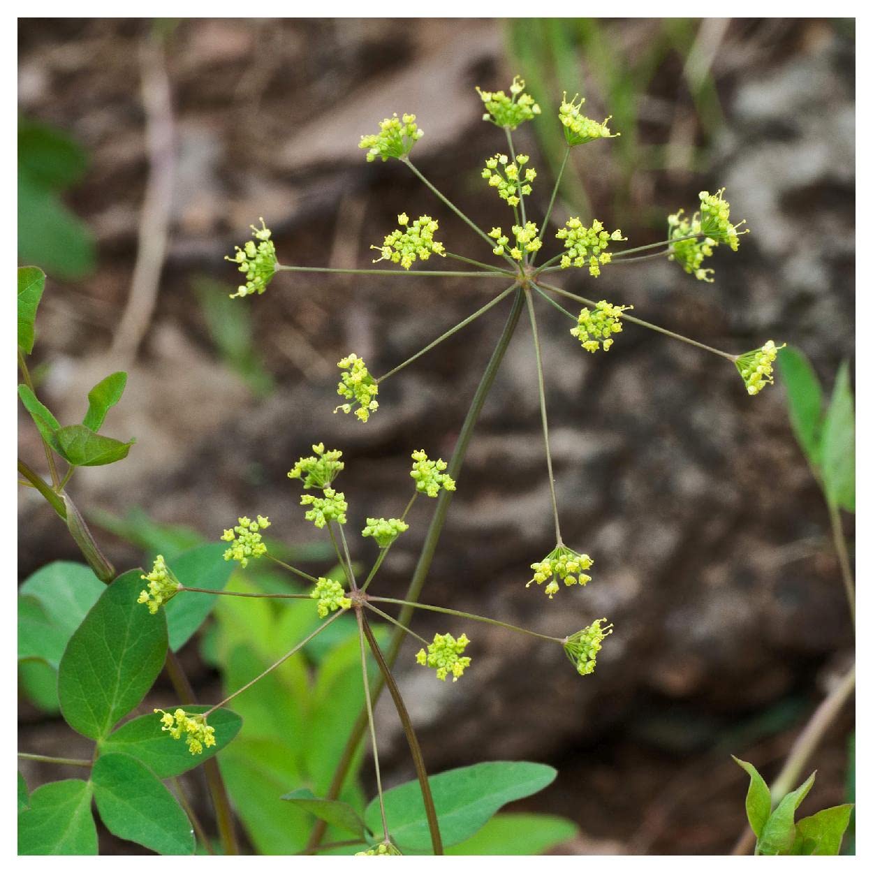Everwilde Farms - 40 Yellow Pimpernel Native Wildflower Seeds for Planting - Gold Vault Jumbo Seed Packet - Perfect for Gardens, Landscaping & Pollinator Habitats