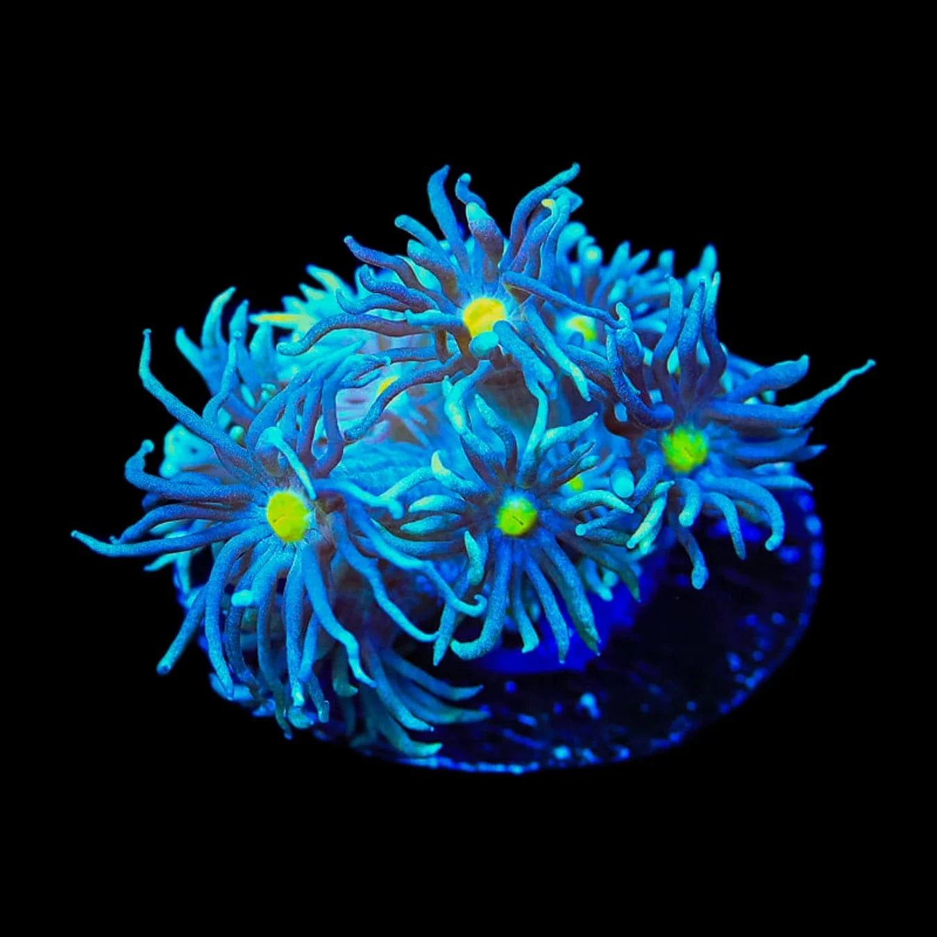Blue Snake Eye Goniopora Coral - Vibrant Saltwater Aquarium Coral for Reef Tanks | Perfect for Marine Aquascaping & Coral Propagation