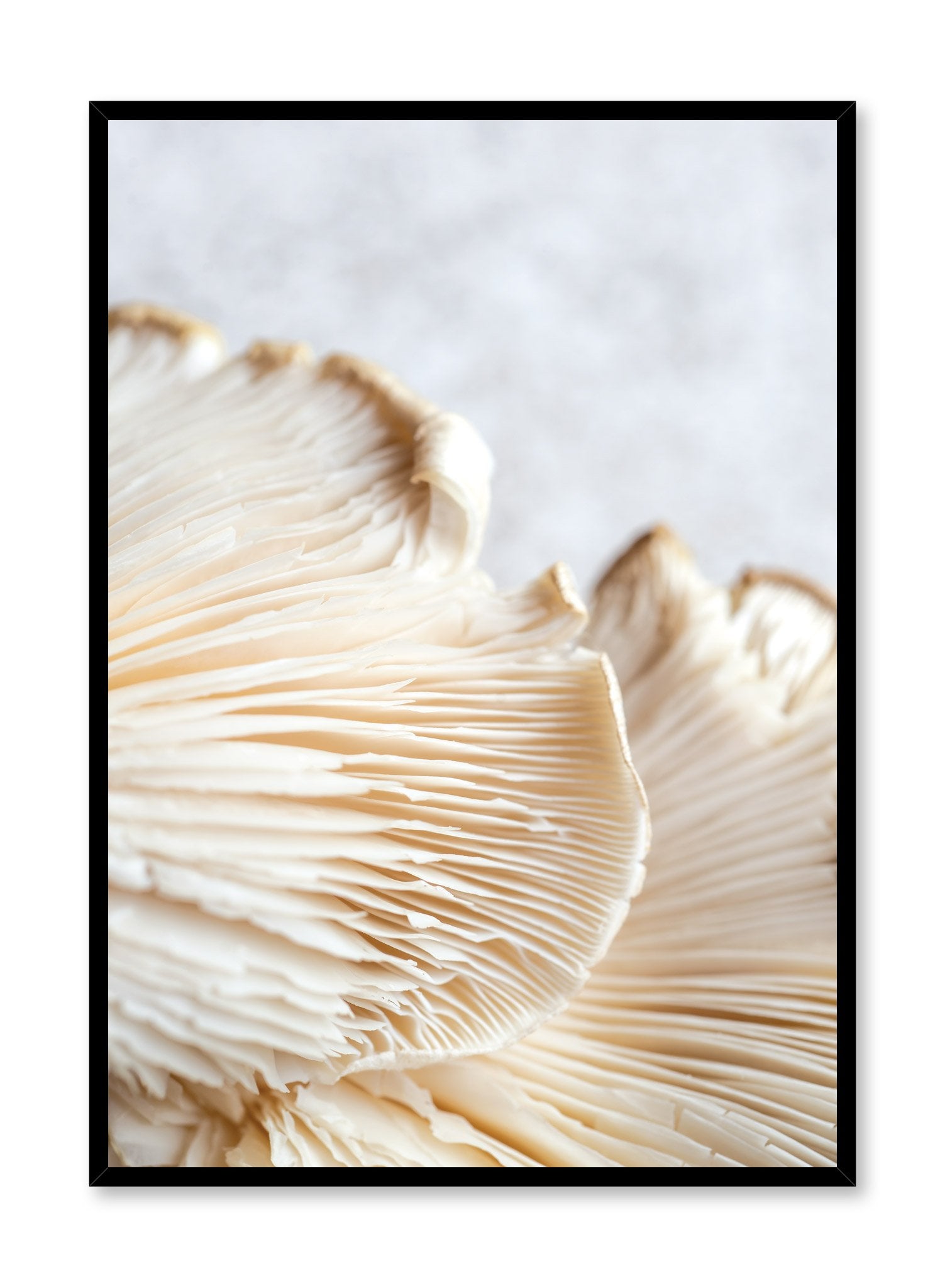 Vintage Mushroom Botanical Print Poster - Detailed Fungi Illustration Wall Art for Home, Office & Classroom Decor