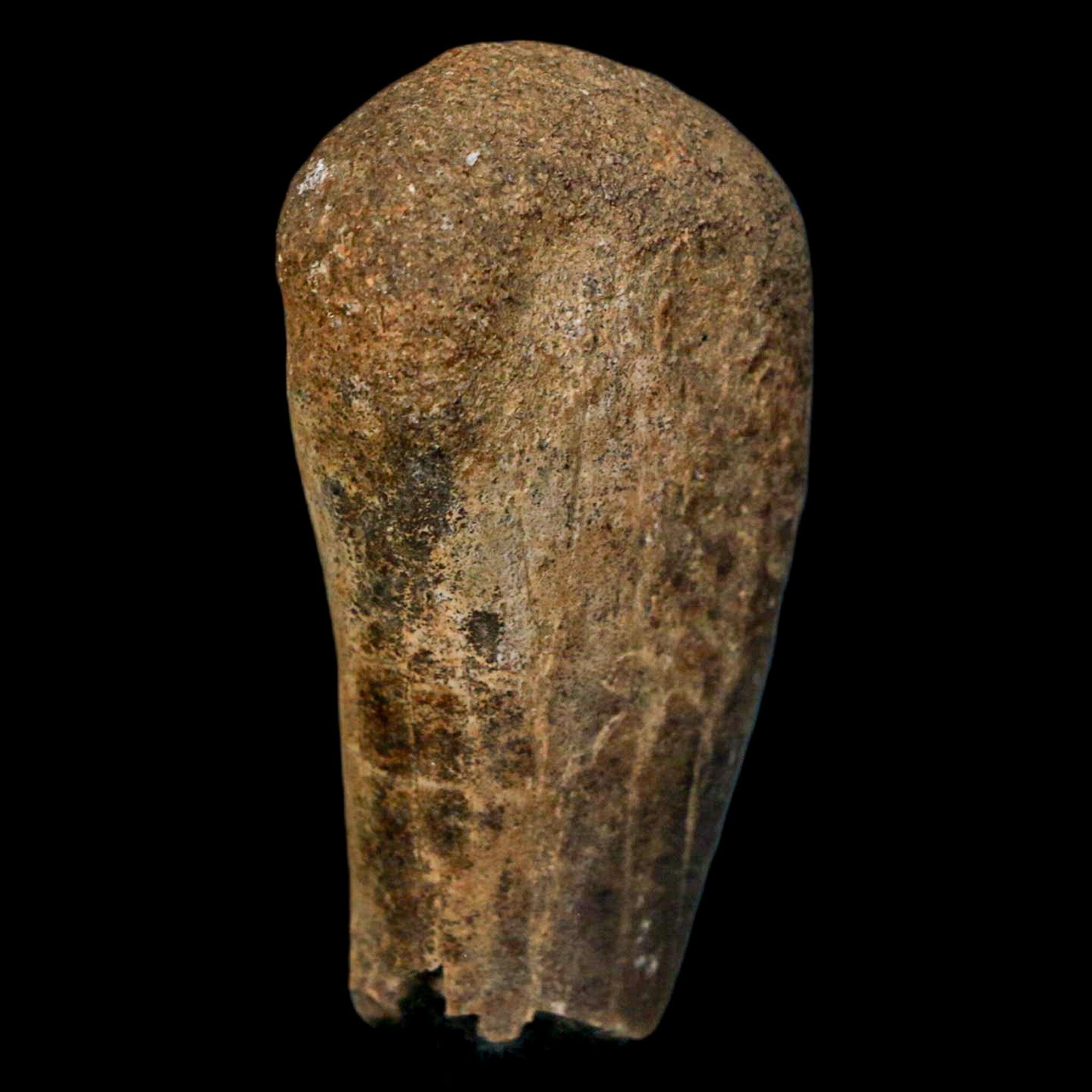 Authentic 2 Edmontosaurus Fossil Finger Bones from Hell Creek Formation - Cretaceous Dinosaur Fossil with COA - Perfect for Paleontology Collections, Educational Displays & Dinosaur Enthusiasts