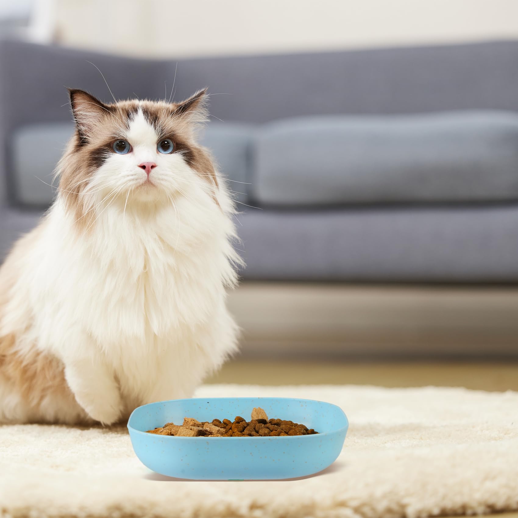 HMDZMR 6 Inch Shallow Cat Food Bowls - 4Pcs Whisker Fatigue Free Cat Dishes for Kittens & Short Legged Cats - Perfect for Wet Food & Easy Feeding at Home or Travel