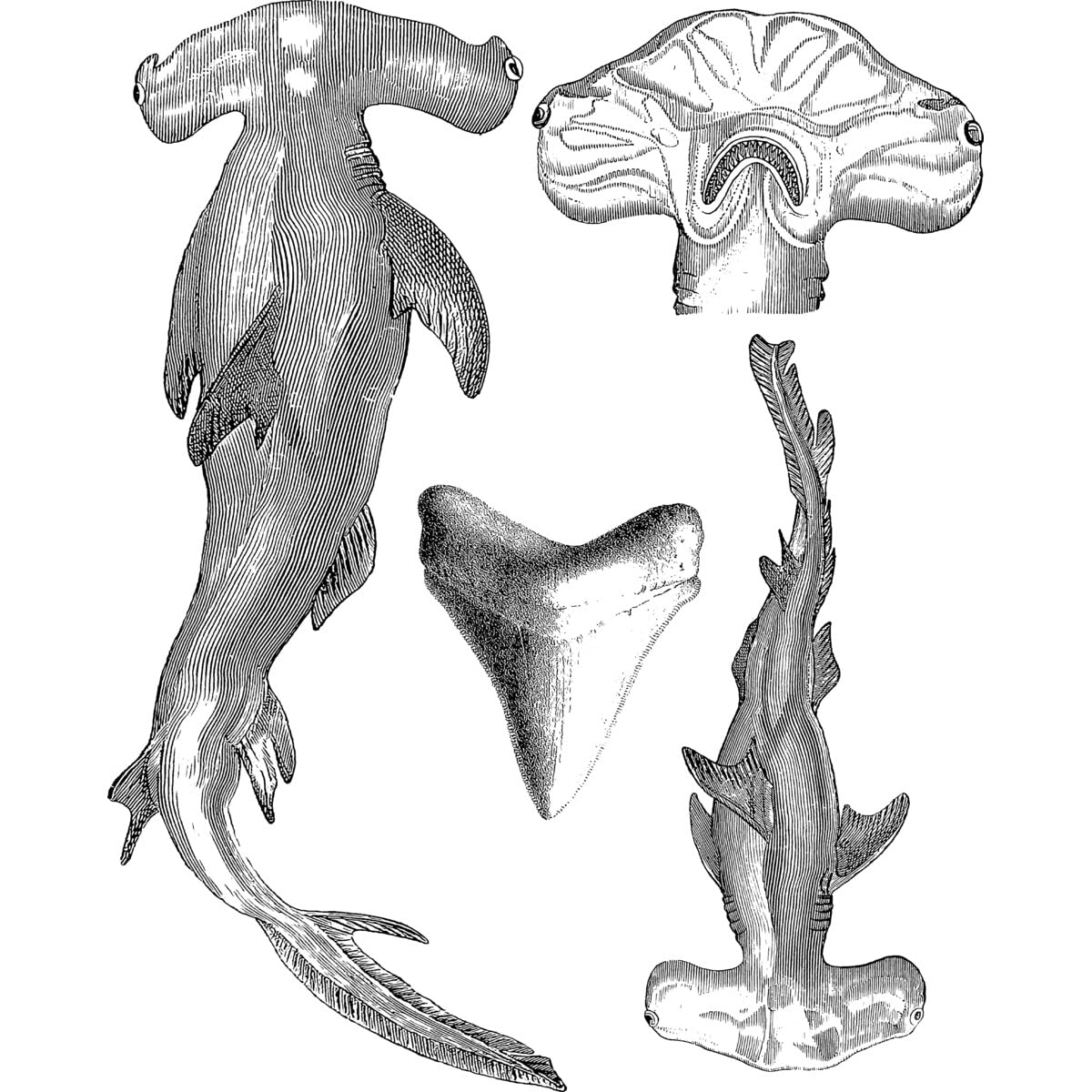 Design By Humans Junior's Hammerhead Shark T-Shirt - Marine Biology Graphic Tee with Teeth Illustration by Encycloart - Perfect for Science Lovers, Ocean Enthusiasts & Casual Wear