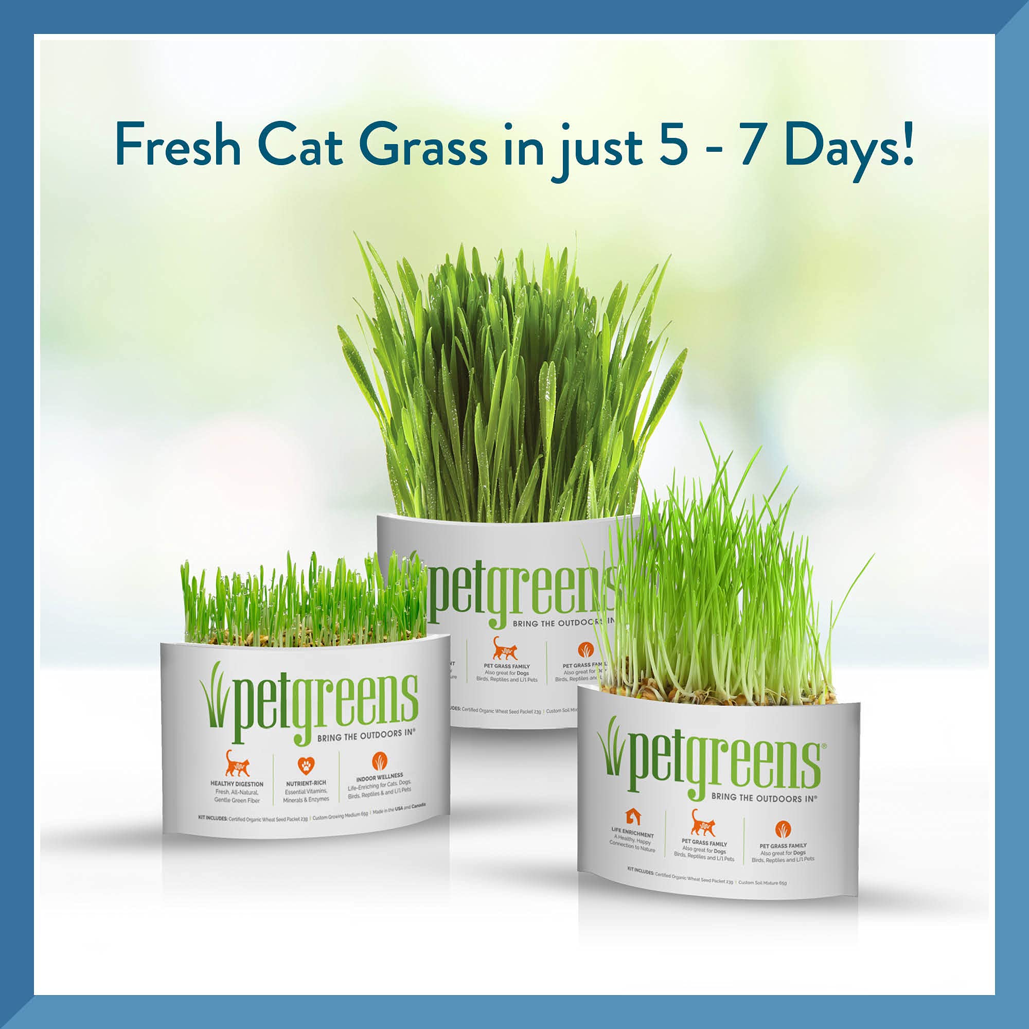 Organic Pet Greens Self-Grow Cat Grass Kit - Fresh Wheatgrass for Indoor Cats & Dogs - Healthy Digestive Aid & Natural Hairball Relief - Perfect for Window Sills, Pet Play Areas & Home Decor