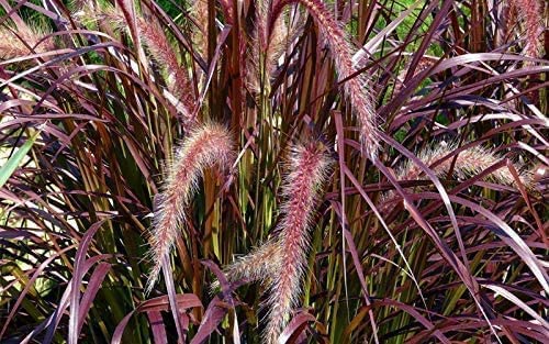 40 Live Red Fountain Grass Plants (Pennisetum Setaceum Rubrum) - Blooming Ornamental Grass for Landscaping, Garden Borders & Container Planting