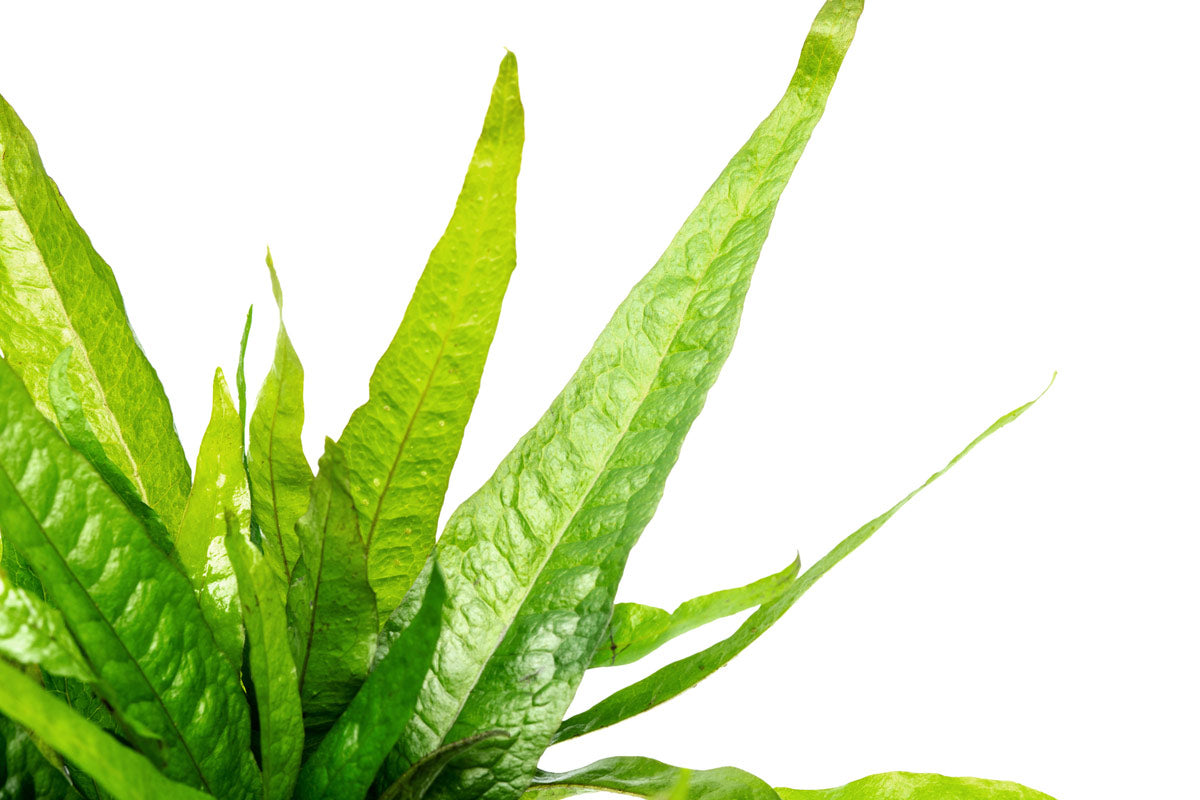 Microsorum Pteropus Java Fern Mother Plant - Live Aquatic Plant for Aquariums & Fish Tanks - Perfect for Low Light Aquascaping & Natural Decor