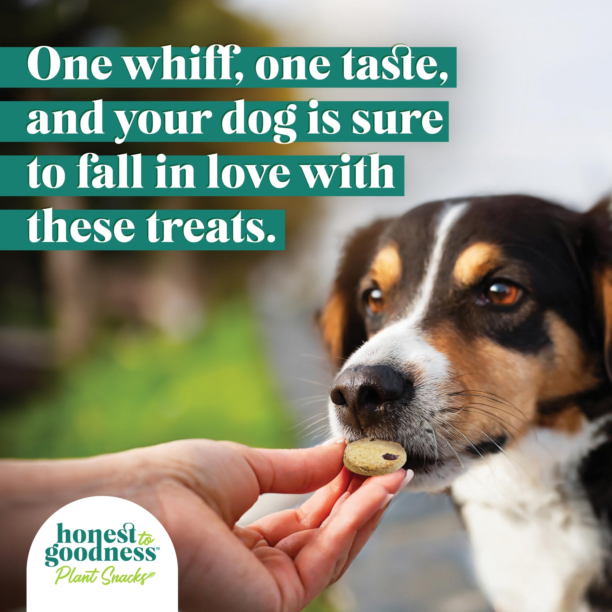 Honest to Goodness Plant-Based Dog Treats with Omega 3 & Postbiotics - 8oz Variety Pack (4 Bags) | Healthy Vegan Snacks for Training, Rewards & Digestive Health