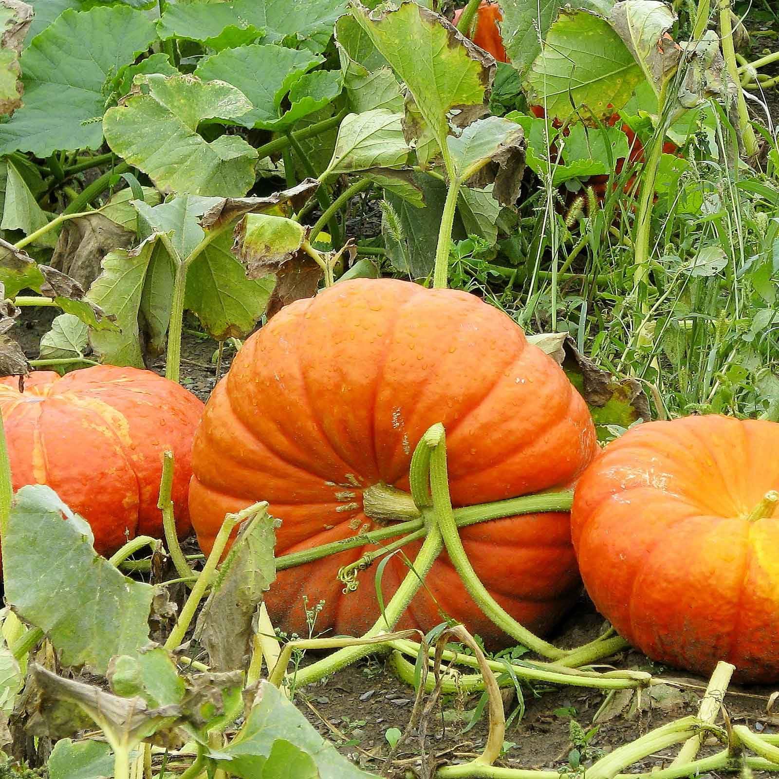 Eden Brothers Cinderella Pumpkin Seeds - Non-GMO, High-Yield, Fast-Growing Vegetable Seeds for Planting (1/4 Pound) | Zones 3-10, Warm Season Planting | Perfect for Home Gardens, Pumpkin Patches & Fall Decorations
