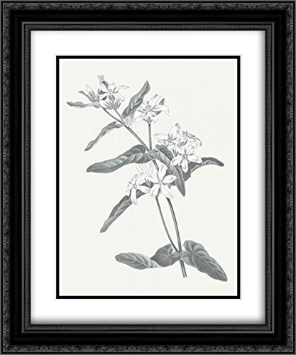 Wild Apple Portfolio 15x17 Black Ornate Framed Double Matted Museum Art Print - Neutral Botanical IV Wall Decor for Living Room, Bedroom & Office