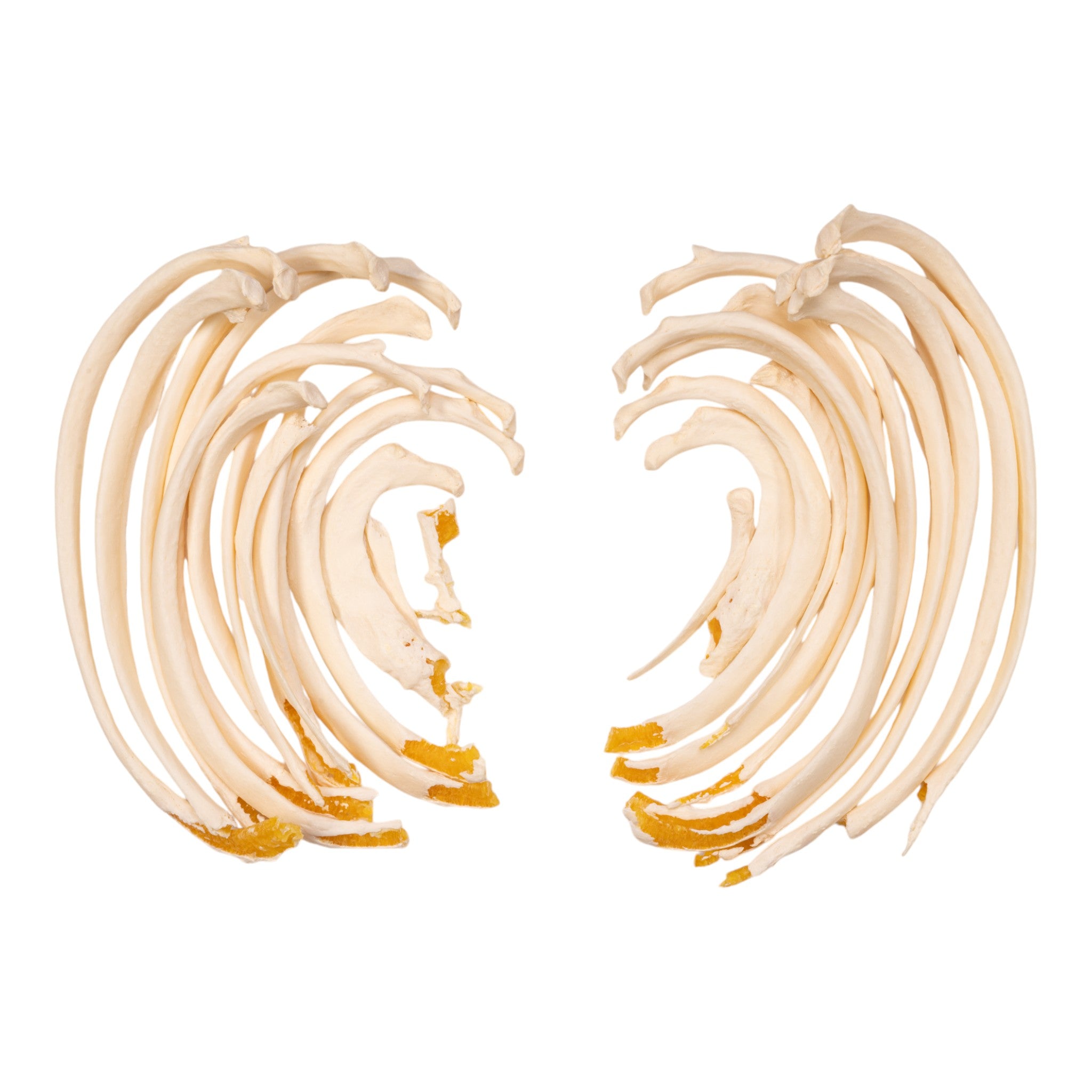 Premium Human Ribs Anatomy Model - Set of 24 for Medical Education & Research | Ideal for Classroom, Lab & Medical Training