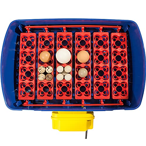 Premier 1 Supplies Borotto Real 24 Automatic Egg Incubator with Humidity Pump - Ideal for Poultry Farming, Hatching Chicken Ducks & Quail Eggs at Home or Farm