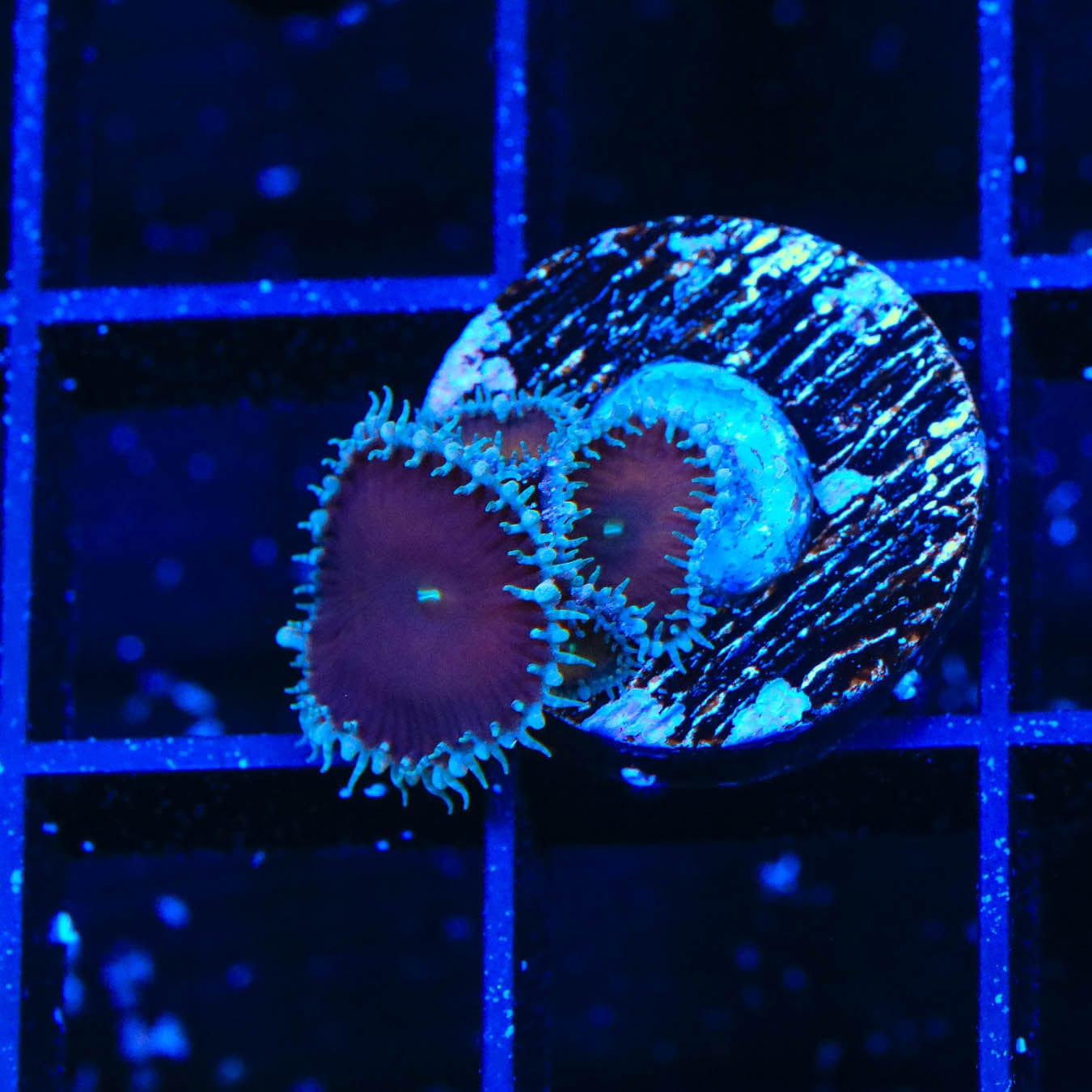 Premium Cinnamon Palythoa Coral for Saltwater Aquariums - Vibrant Soft Coral for Reef Tanks & Marine Aquascaping