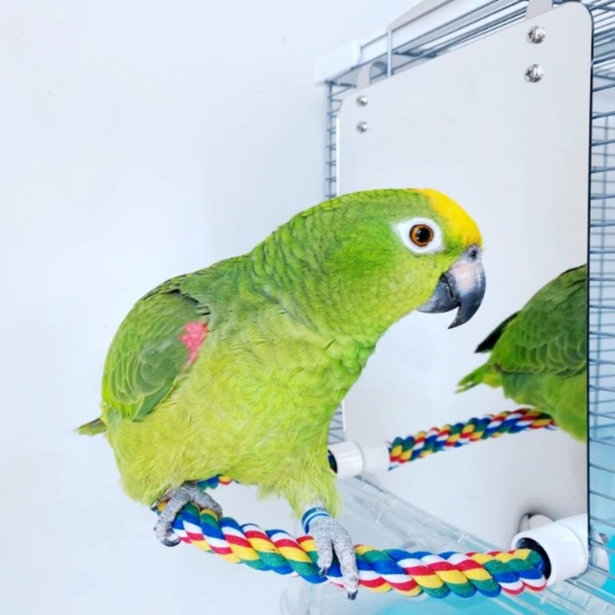 Stainless Steel & Acrylic Bird Mirror with Colorful Cotton Rope Perch for Finches, Cockatiels, Parrots, Conures, Lovebirds, Canaries - Perfect for Bird Cages, Aviaries & Play Gyms