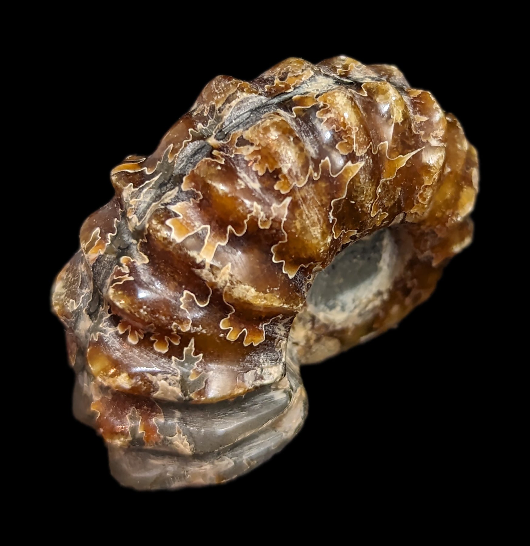 Authentic Douvilleiceras Inquinodum Ammonite Fossil - Rare Prehistoric Specimen for Collectors, Home Decor & Educational Displays