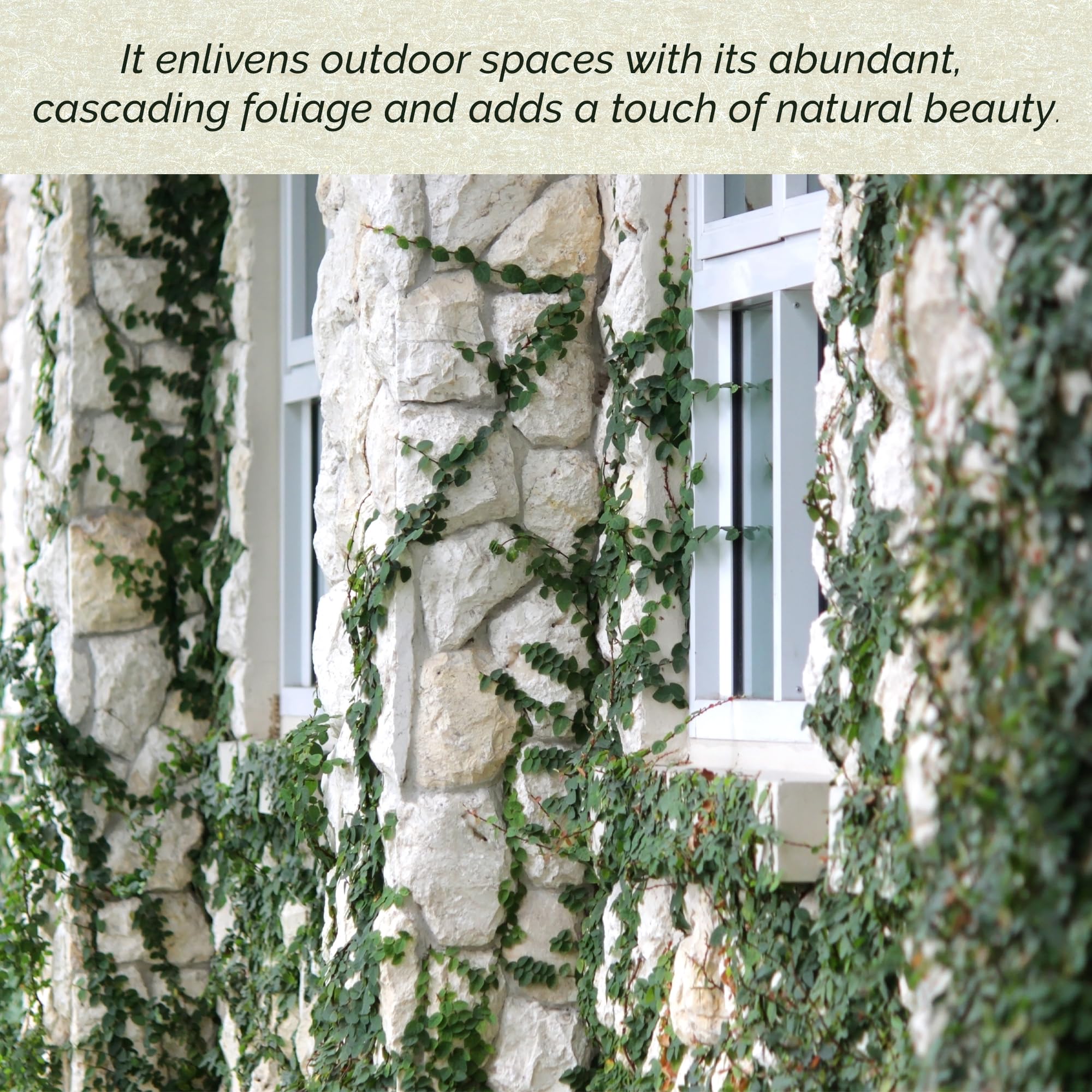 12 Creeping Fig Live Plants - Ficus Repens Fast-Growing Climbing Vine in 2.5