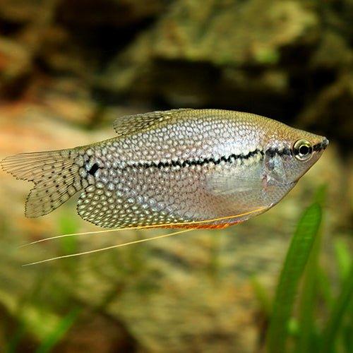 Premium Pearl Gourami Fish (Trichopodus leerii) - Live Aquarium Fish for Freshwater Tanks, Community Aquariums & Home Decor