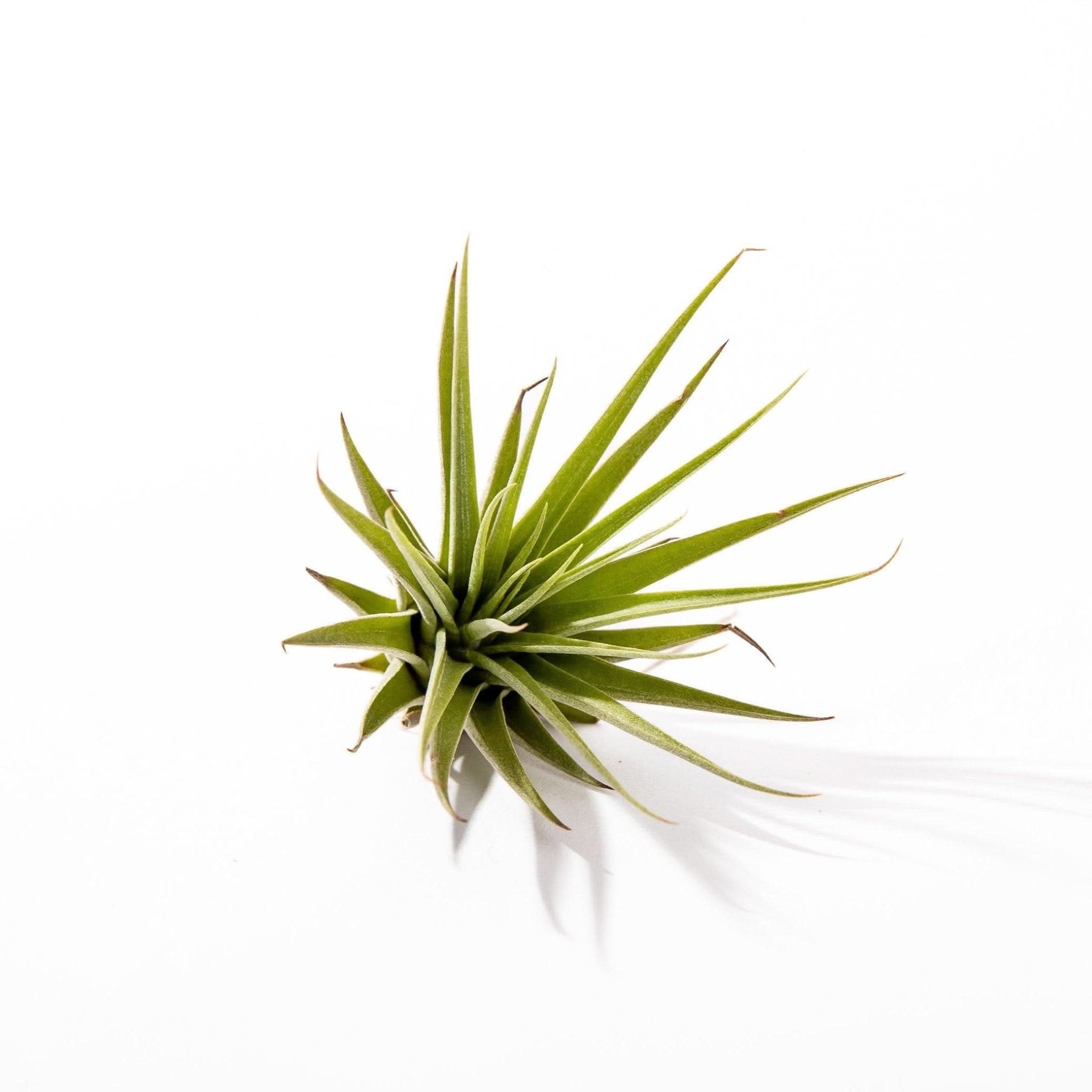 Tillandsia Espinosae Air Plant - Unique Live Tillandsia for Home & Office Decor, Terrariums, and Gifts | Easy Care Low Maintenance Houseplant for Indoor Spaces