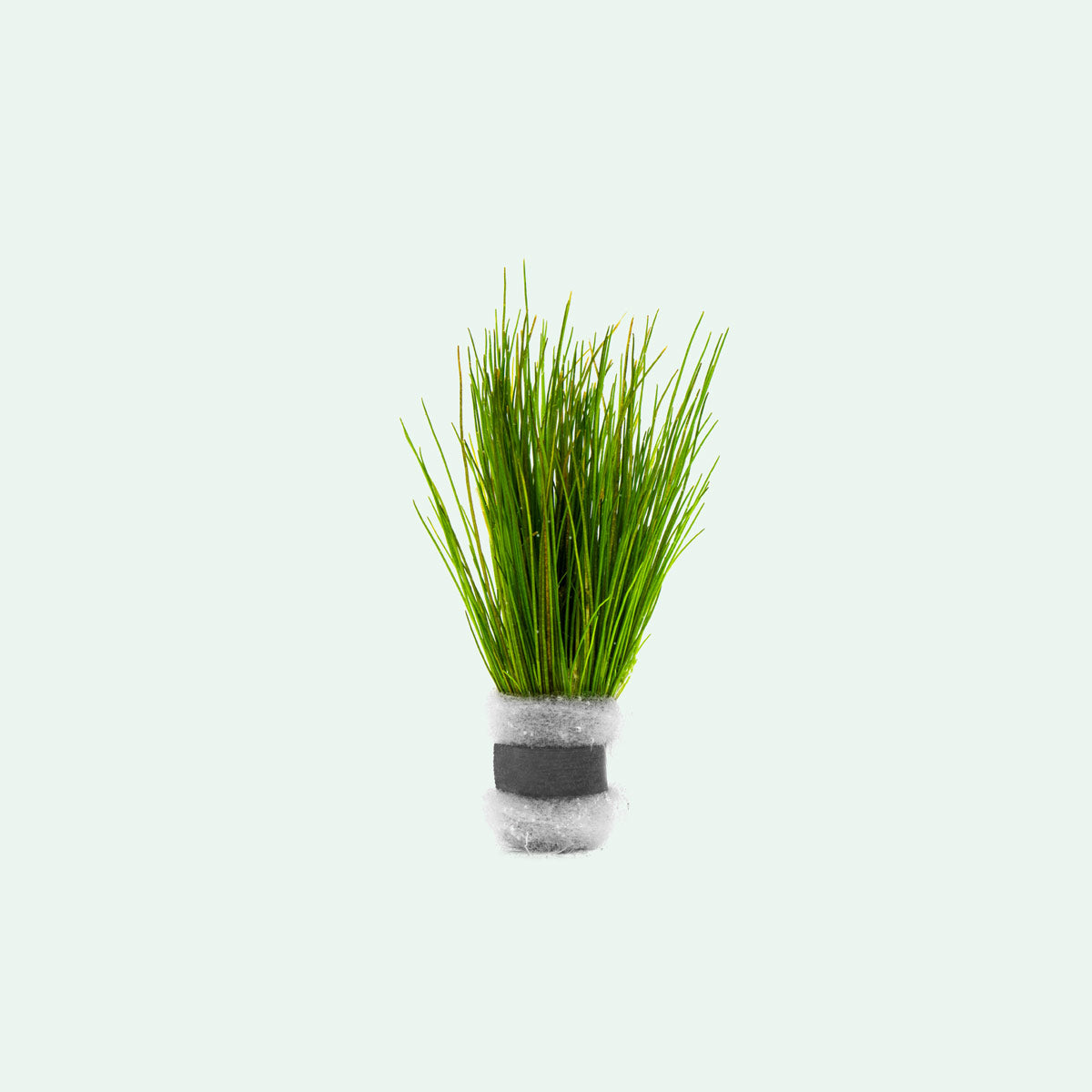 Eleocharis Parvula Mini Dwarf Hairgrass - Live Aquarium Plant for Freshwater Fish Tanks - Perfect for Carpeting, Aquascaping & Nano Tanks