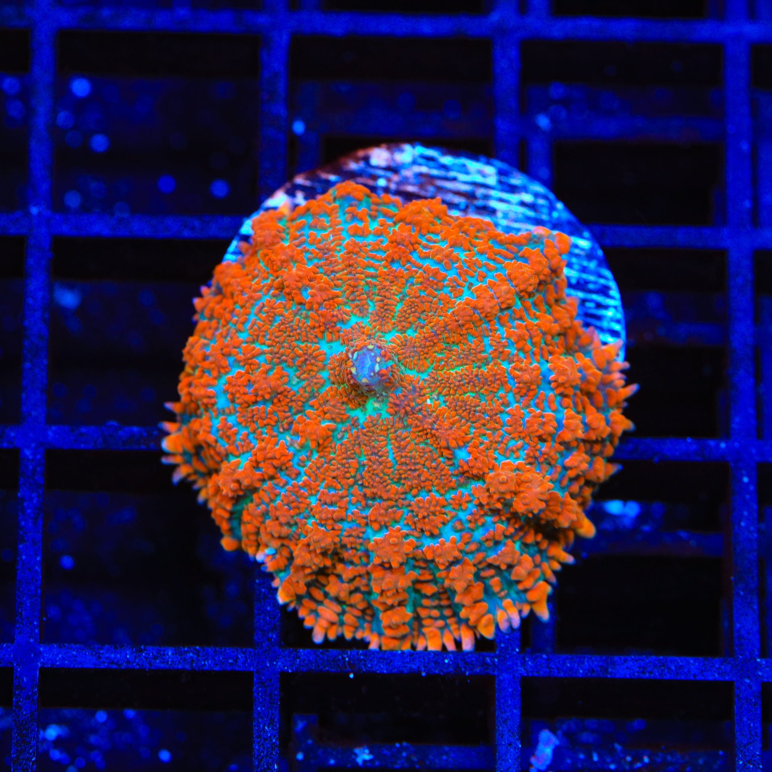 Premium Forest Fire Rhodactis Mushroom Coral for Saltwater Aquariums - Vibrant Coral for Reef Tanks & Marine Displays