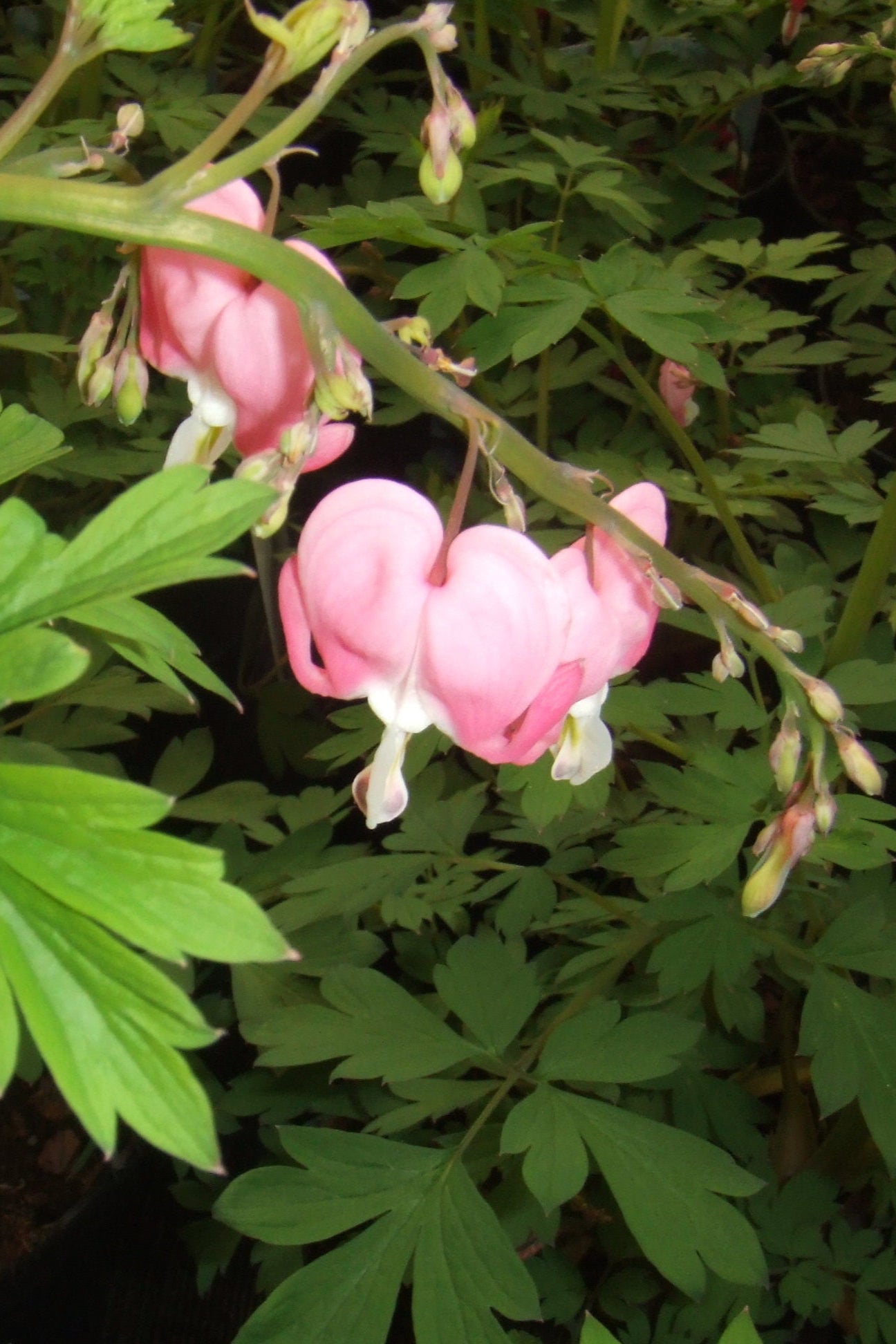 Dicentra spectabilis 'Cupid' Bleeding Heart Perennial Plant - Perfect for Shade Gardens, Borders & Cottage Landscapes