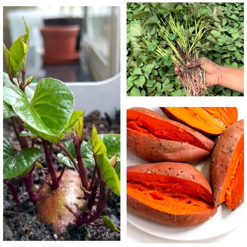Organic Beauregard Sweet Potato Slips - 20 Count | Non-GMO Orange Sweet Potato Plants for Home Garden | Perfect for Planting, Cooking & Healthy Recipes