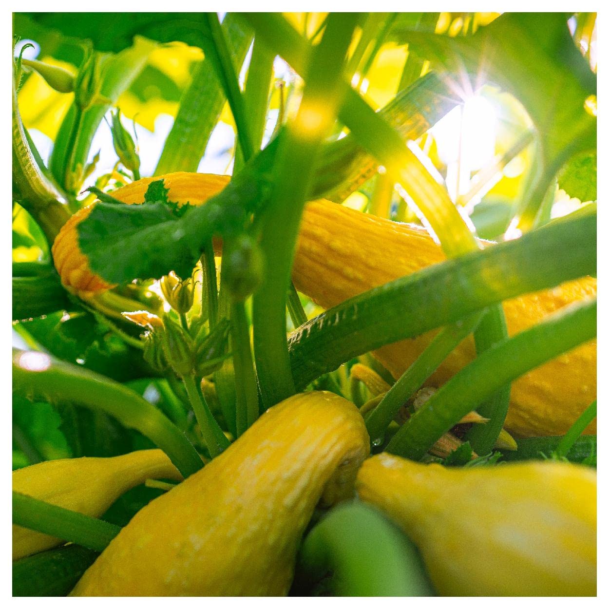 Organic Early Summer Crookneck Squash Seeds - 1 Lb Non-GMO Heirloom Vegetable Seeds for Planting - Gold Vault Packet - Perfect for Home Gardens, Farmers Markets & Sustainable Farming