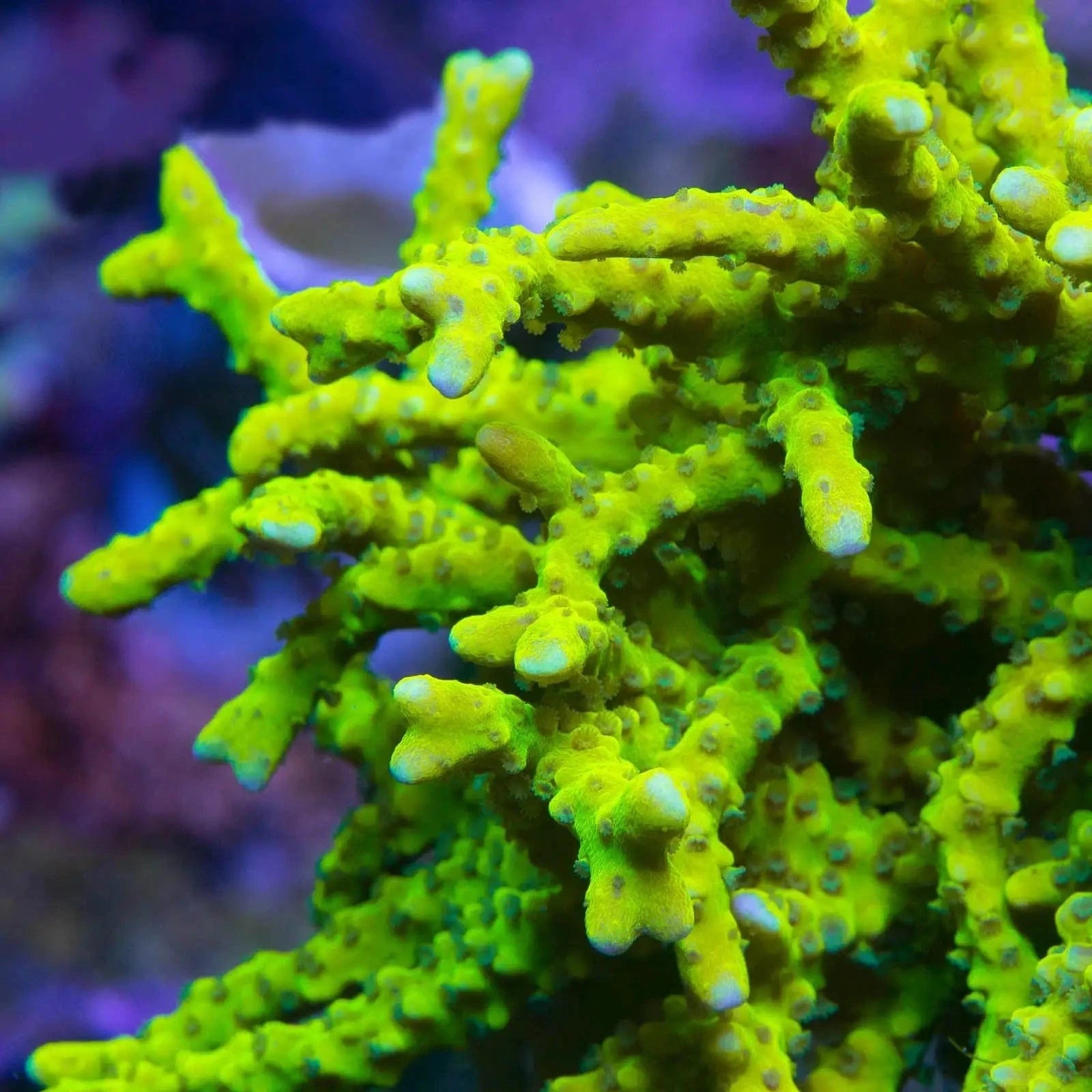 Premium CB The Thing Anacropora Coral for Saltwater Aquariums - Vibrant Live Coral for Reef Tanks & Marine Aquascaping