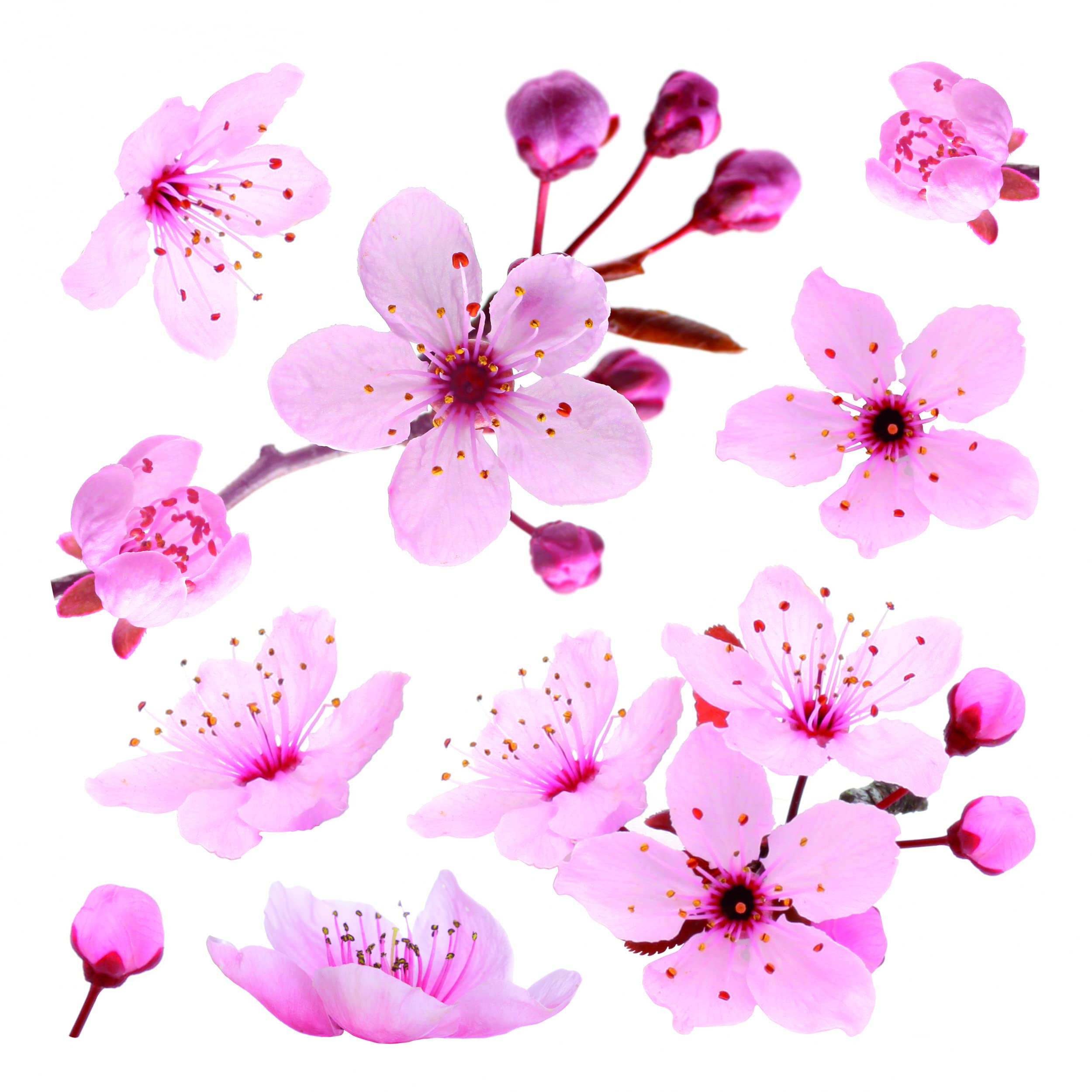 CR-54327 Cherry Blossom Wall Decal - Pink Floral Vinyl Sticker for Home Decor | Perfect for Bedroom, Nursery & Living Room Wall Art
