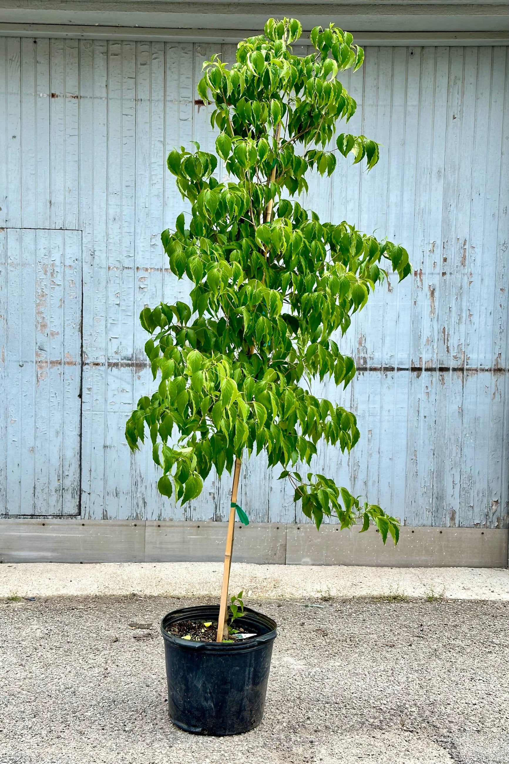 Kousa Dogwood Tree (Cornus kousa) - #7 Container Size - Beautiful Flowering Ornamental Tree for Landscaping, Gardens & Backyard Privacy Screens