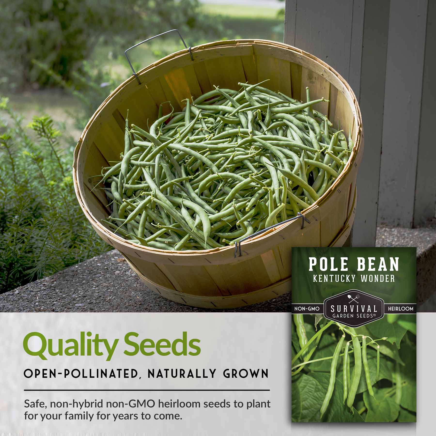 Kentucky Wonder Pole Bean Seeds - Non-GMO, Heirloom Green Bean Seeds for Planting - Grow Fresh Beans for Salads, Soups & Home Gardening