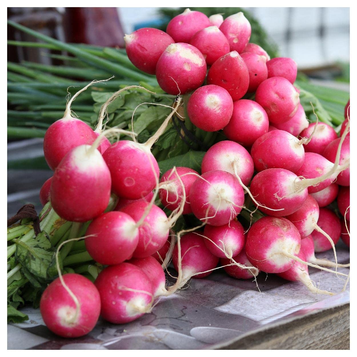 500 Sparkler White Tip Radish Seeds - Non-GMO Heirloom Vegetable Seeds for Home Gardening - Perfect for Salads, Containers & Organic Gardens