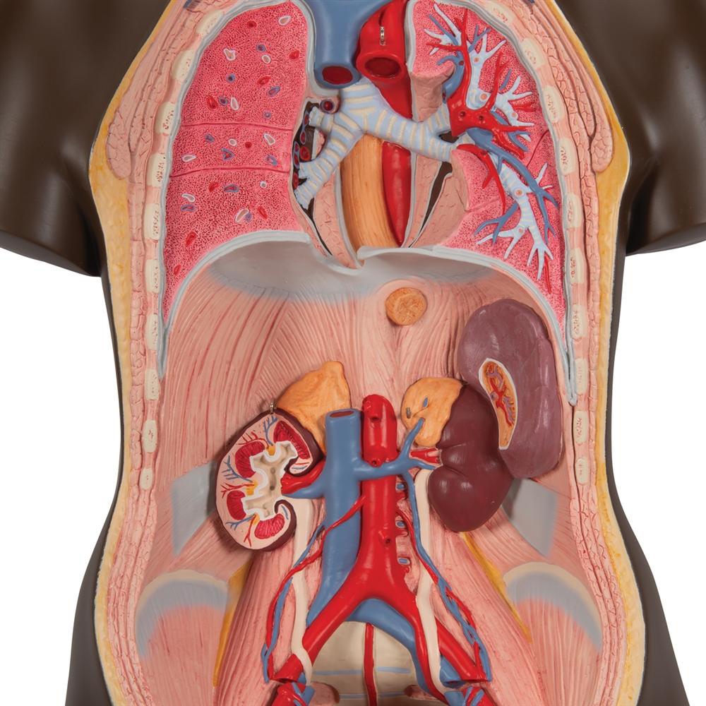 Premium Dual-Gender African Torso Anatomy Model - 24-Part Detachable Human Body Structure for Medical Students & Educators | Perfect for Classroom Demonstrations & Anatomy Studies