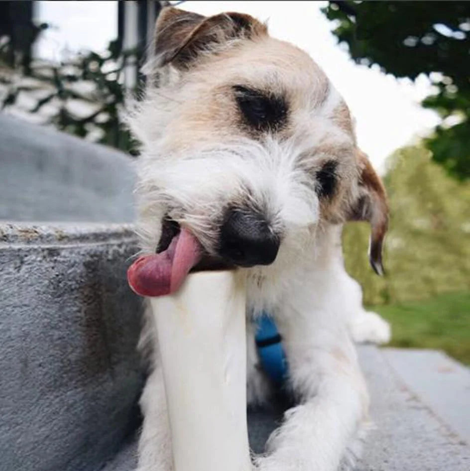 Large Filled Bone Peanut Butter Dog Chew Treat - Long-Lasting Dental Chew for Medium & Large Dogs - Perfect for Training Rewards and Anxiety Relief