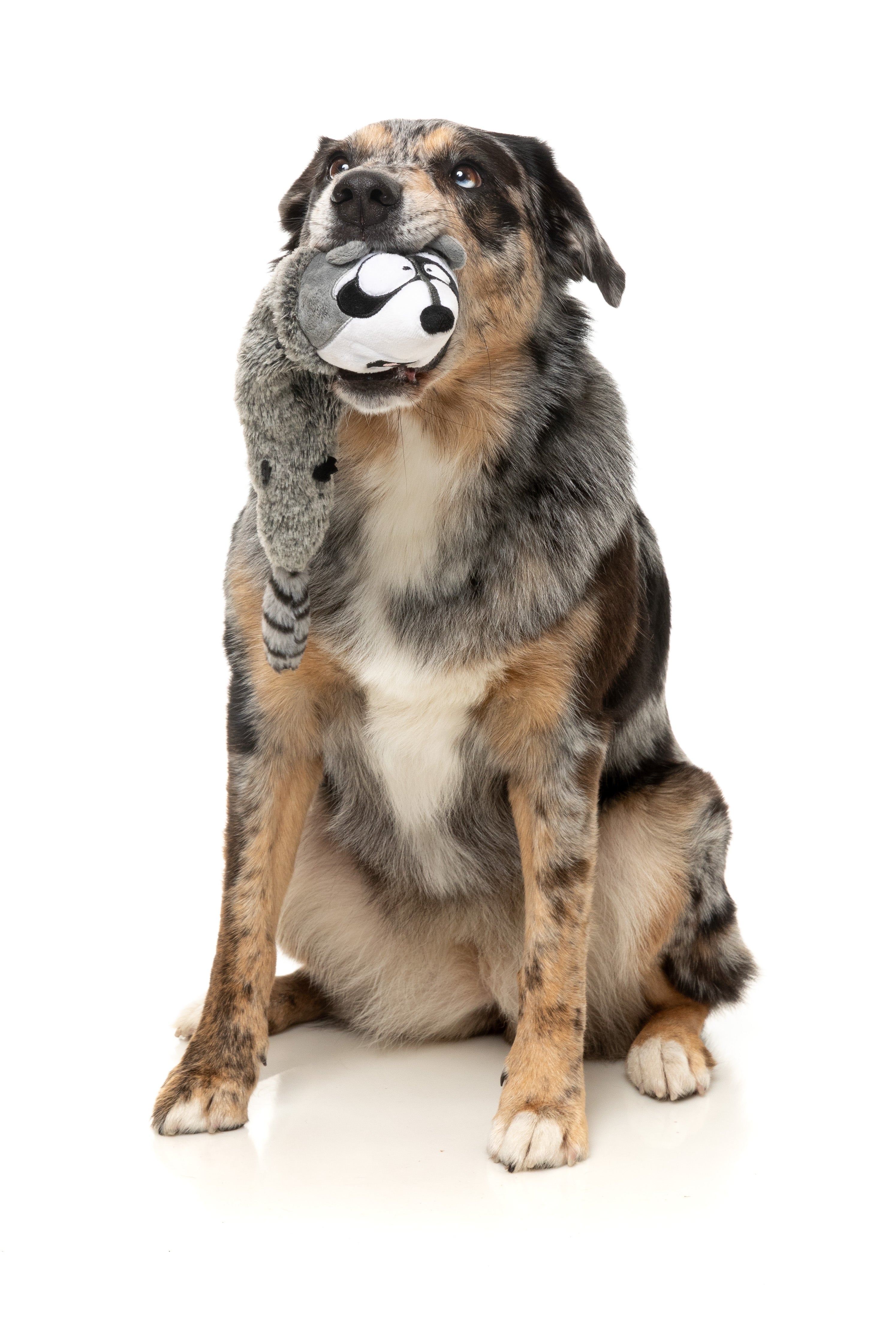 FuzzYard The Yeetz Swing and Throw Plush Dog Toy - Run Along Raccoon - Interactive Fetch Toy for Dogs - Perfect for Outdoor Play, Training, and Bonding with Your Pet
