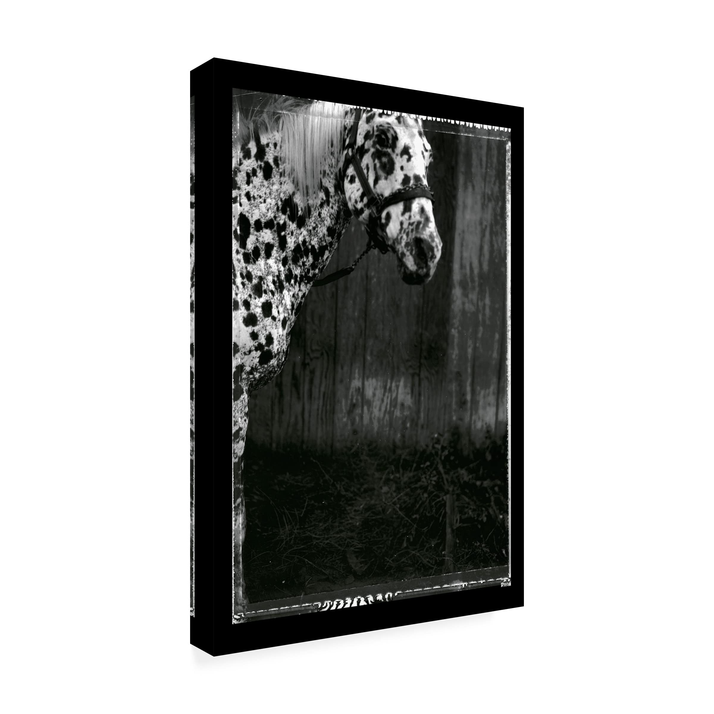 Trademark Fine Art 'Equine Double Take III' Canvas Wall Art by Susan Friedman - Stunning Horse Painting for Living Room, Bedroom & Office Decor