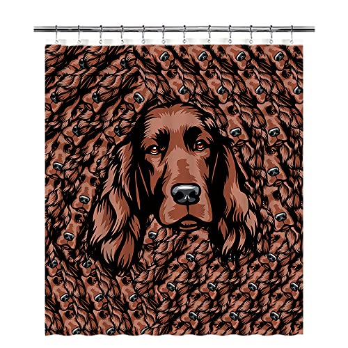 Irish Setter