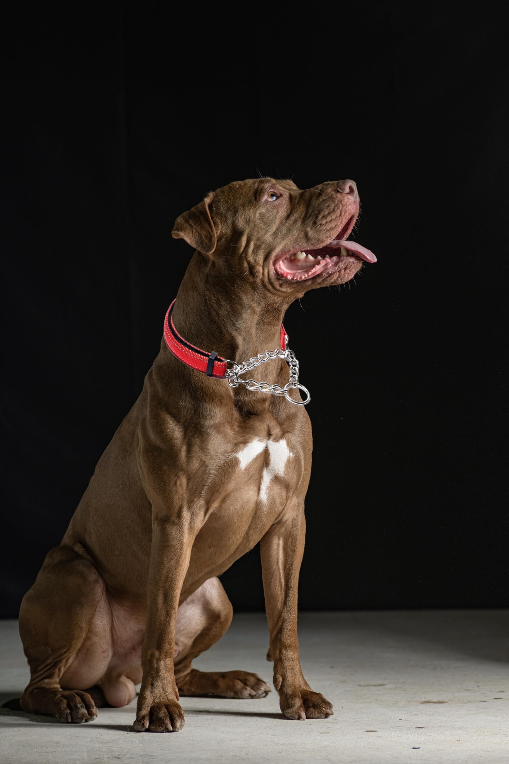 Reflective Adjustable Martingale Dog Collar for Large Breeds - No Pull Training Collar with Stainless Steel Chain for Medium to XL Dogs (Black) - Perfect for Night Walks, Obedience Training & Secure Outdoor Adventures