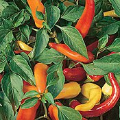 Hungarian Yellow Wax Hot Pepper Seeds - Heirloom Non-GMO Bulk 2,000 Seeds for Home Gardening, Canning & Pickling by Seed Kingdom | Perfect for Salsa, Hot Sauces & Spicy Recipes