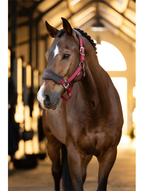 Le Mieux Vogue Fleece Headcollar and Lead Rope Set - Soft Horse Training Equipment for Riding, Grooming & Show Preparation