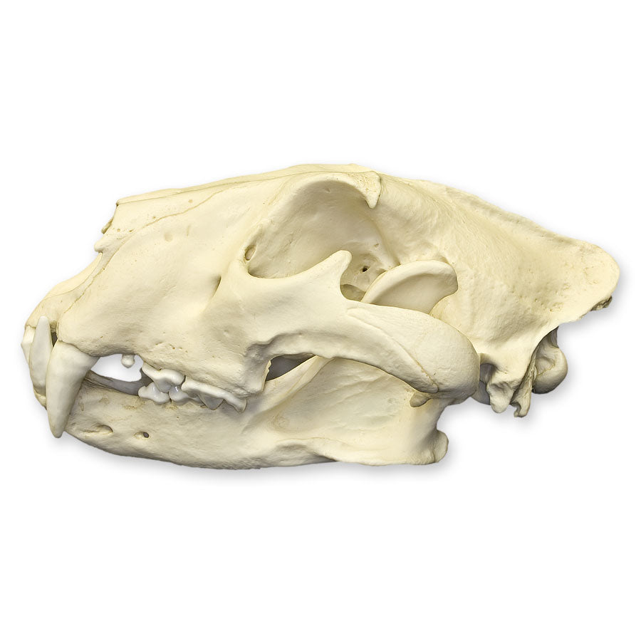 Realistic African Lion Skull Replica - High-Quality Decorative Skull for Home Decor, Halloween Props, and Educational Displays