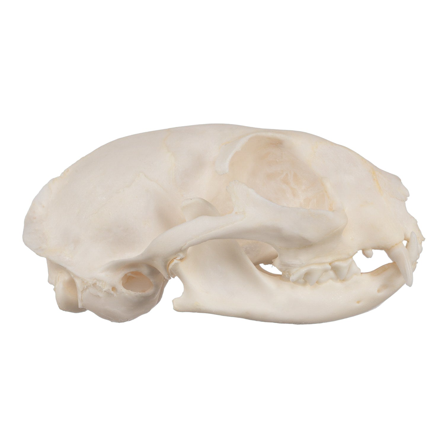 Authentic Domestic Cat Skull Specimen - Taxidermy Oddity & Gothic Decor - Perfect for Halloween, Dark Academia, and Natural History Displays