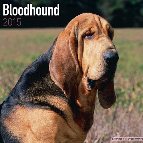 **MegaCalendars 2015 Bloodhound Dog Wall Calendar - Monthly Planner with Bloodhound Photos - Perfect for Pet Lovers, Home & Office Decor**
