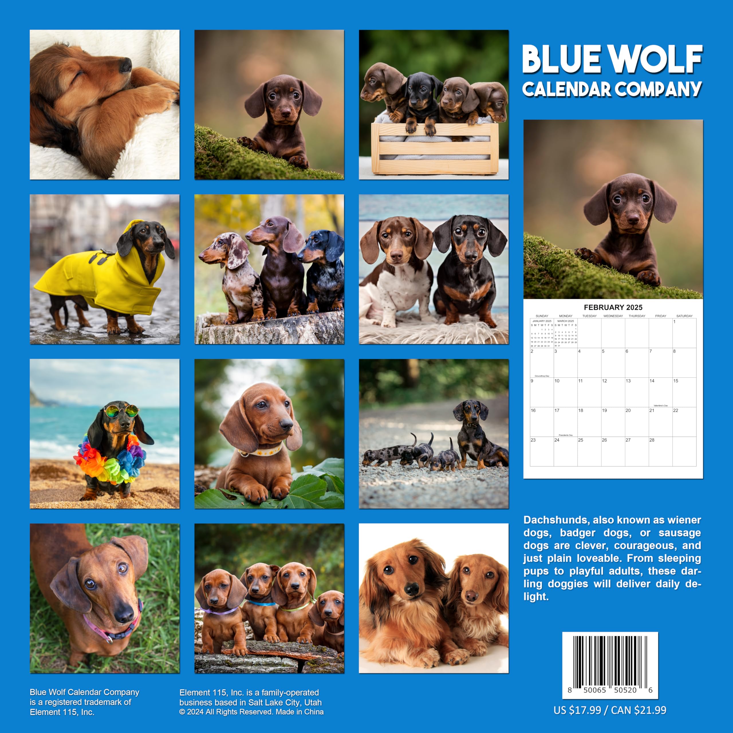 2025 Dachshund Wiener Dog Wall Calendar - 12