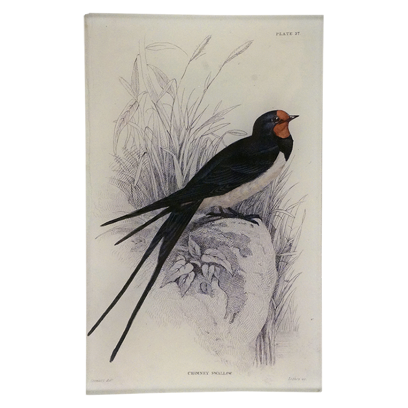 5T Chimney Swallow Copy PNG - High-Quality Digital Image for Home Decor, Wall Art & Graphic Design Projects