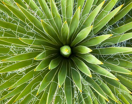 10 Yucca Plant Seeds for Home Garden, Drought-Resistant & Low Maintenance - Perfect for Landscaping, Xeriscaping, and Indoor Decor