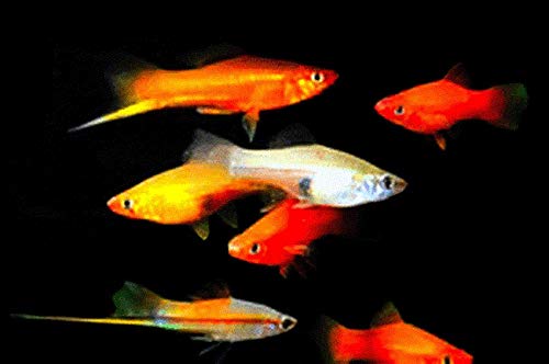 10 Assorted Color Swordtail Live Fish - Tropical Freshwater Aquarium Fish for Tanks & Ponds | Perfect for Beginners & Community Aquariums
